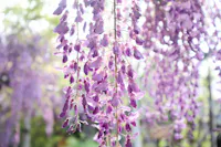 Fuji Matsuri (Wisteria Festivals)