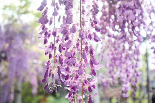 Fuji Matsuri (Wisteria Festivals)