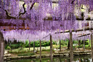 Fuji Matsuri (Wisteria Festivals)