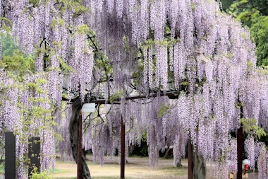 Fuji Matsuri (Wisteria Festivals)
