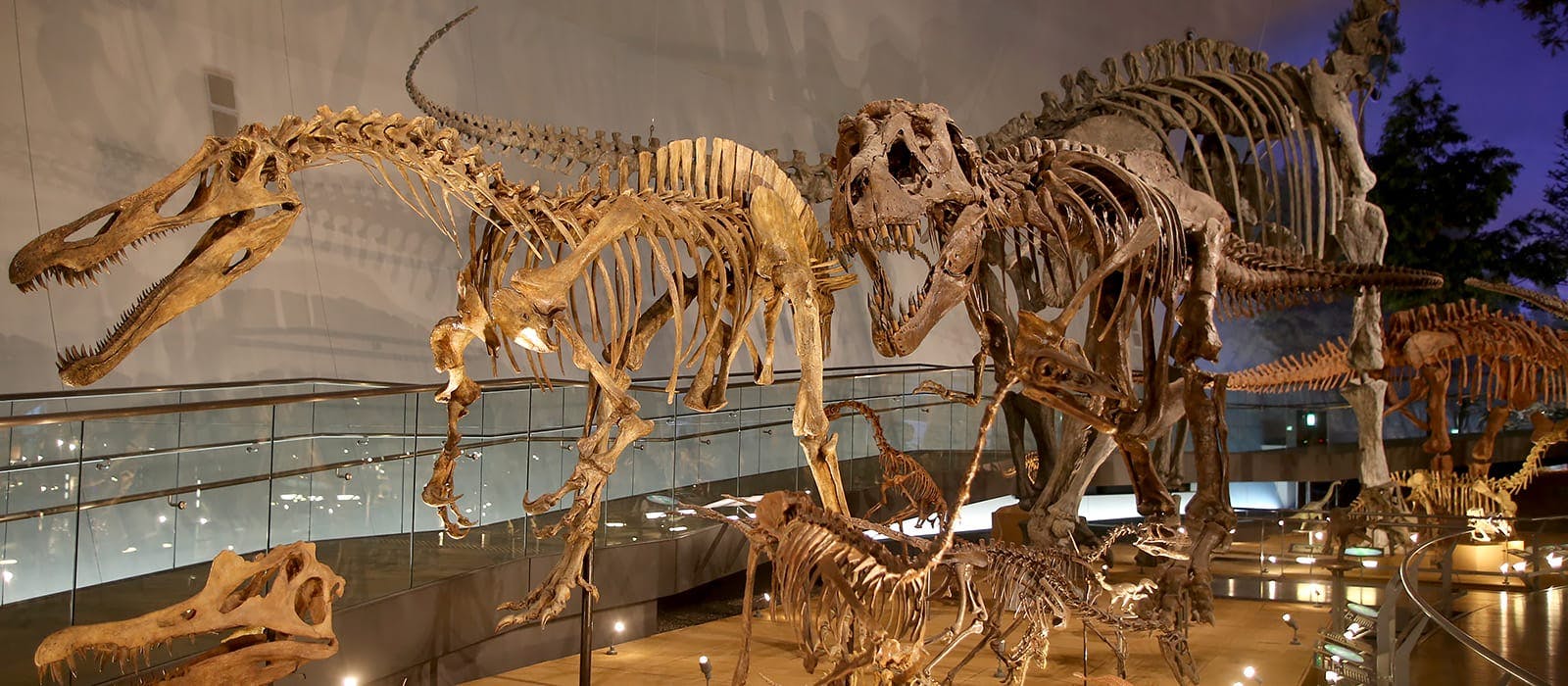 Fukui Prefectural Dinosaur Museum