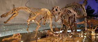 Fukui Prefectural Dinosaur Museum