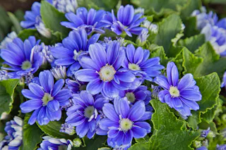 Fukui Prefecture General Green Center