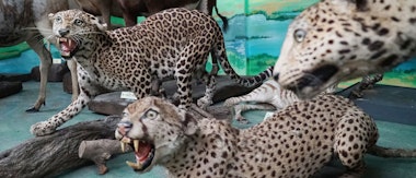 Tsuyama Natural Science History Museum