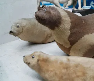 Tsuyama Natural Science History Museum