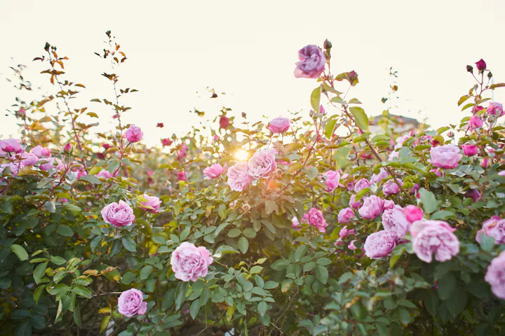 Ibaraki Flower Park