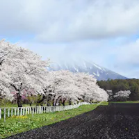 Koiwai Farm Koiwai Farm