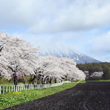 Koiwai Farm