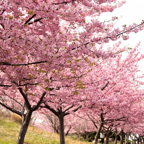 Kojima Lake Flower Corridor Kojima Lake Flower Corridor