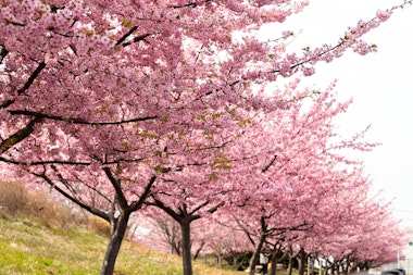 Kojima Lake Flower Corridor