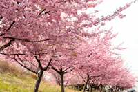 Kojima Lake Flower Corridor