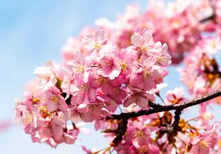 Kojima Lake Flower Corridor