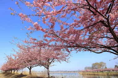 Kojima Lake Flower Corridor