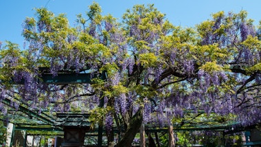 Kokuryo Shrine
