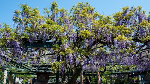 Kokuryo Shrine