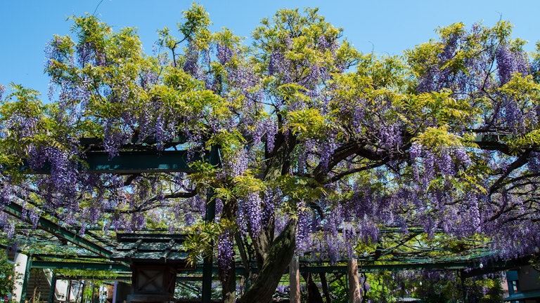 Kokuryo Shrine