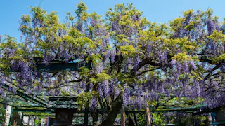 Kokuryo Shrine
