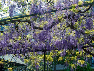 Kokuryo Shrine