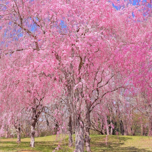 Mikamine Park Mikamine Park