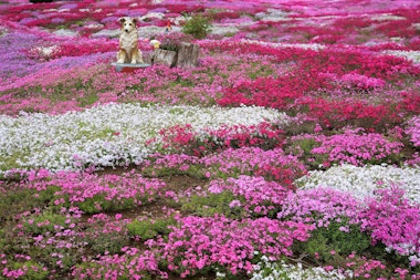 Mishima's Shibazakura Garden