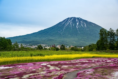Mishima's Shibazakura Garden