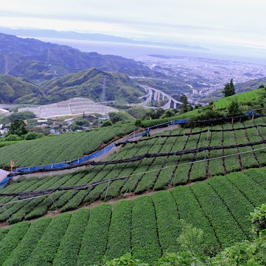Murakami Tea Garden Murakami Tea Garden