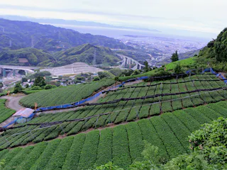 Murakami Tea Garden