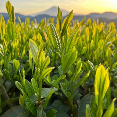 Murakami Tea Garden Murakami Tea Garden