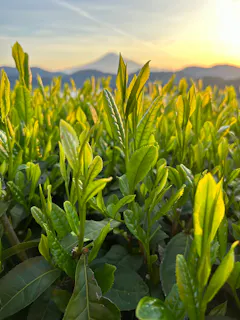 Murakami Tea Garden