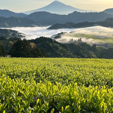 Murakami Tea Garden Murakami Tea Garden