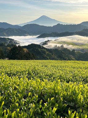 Murakami Tea Garden