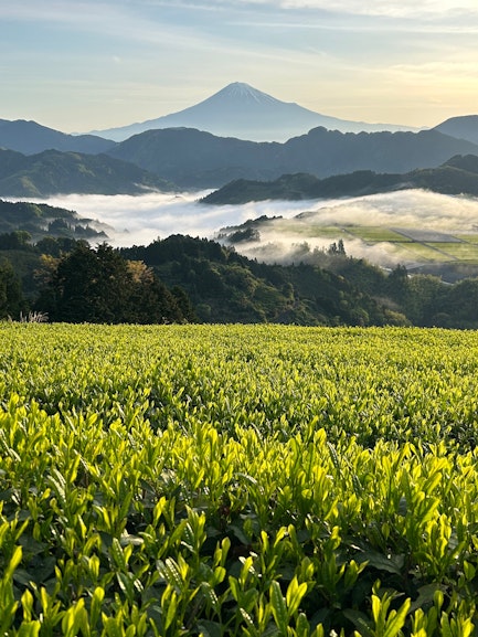 Murakami Tea Garden