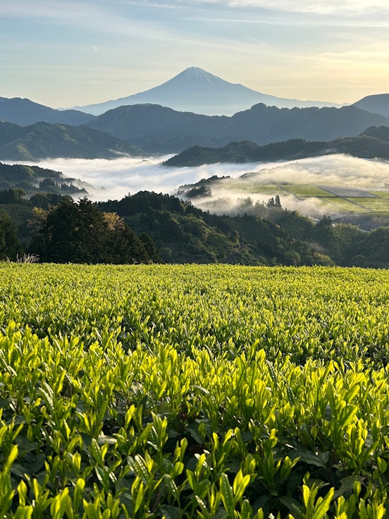 Murakami Tea Garden