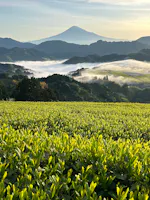 Murakami Tea Garden