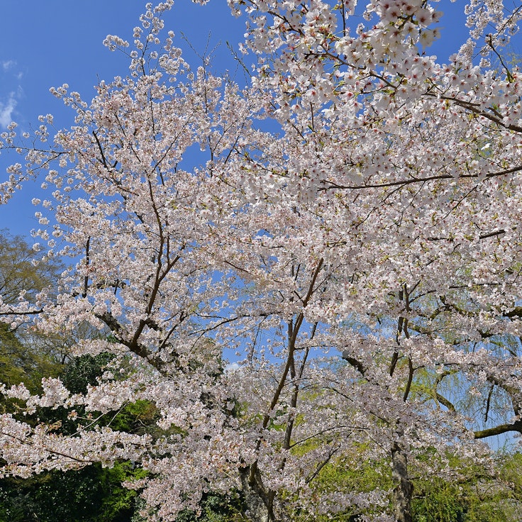 Nango Park, Kyoto - Trip To Japan - Trip To Japan