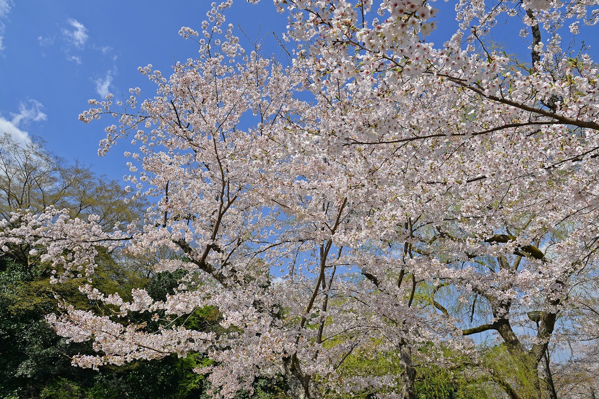Nango Park, Kyoto - Trip To Japan - Trip To Japan