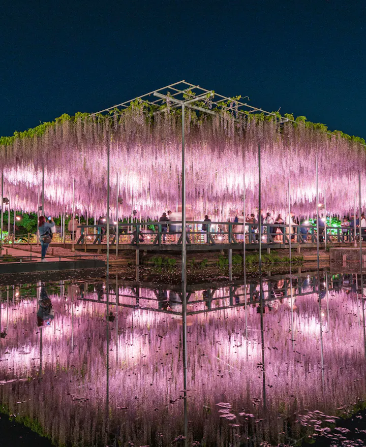 "Tochigi Prefecture" Ashikaga Flower Park wisteria flowers "Tochigi Prefecture" Ashikaga Flower Park wisteria flowers
