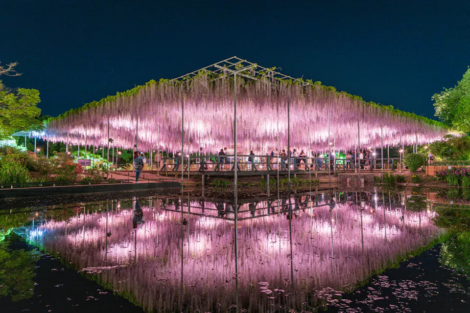 "Tochigi Prefecture" Ashikaga Flower Park wisteria flowers