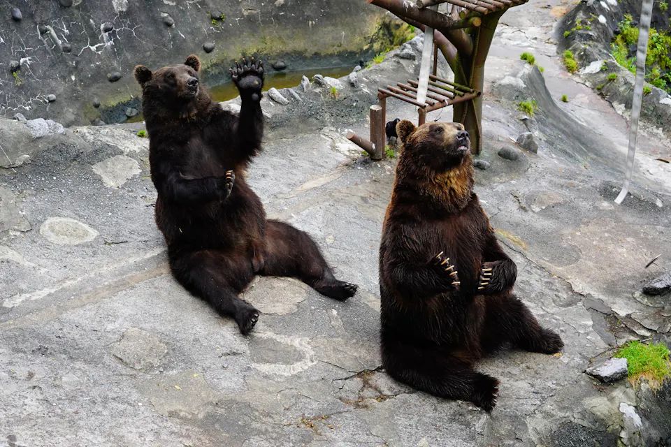 Brown bear appealing to Noboribetsu Bear Park