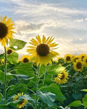 Nitori Kanko Orchard