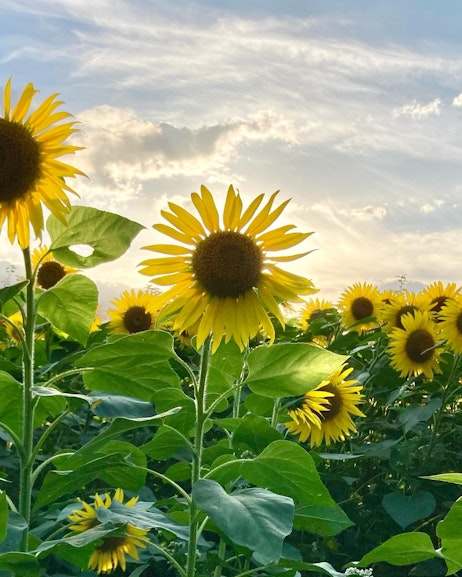 Nitori Kanko Orchard