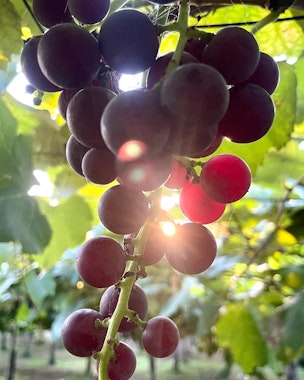 Nitori Kanko Orchard