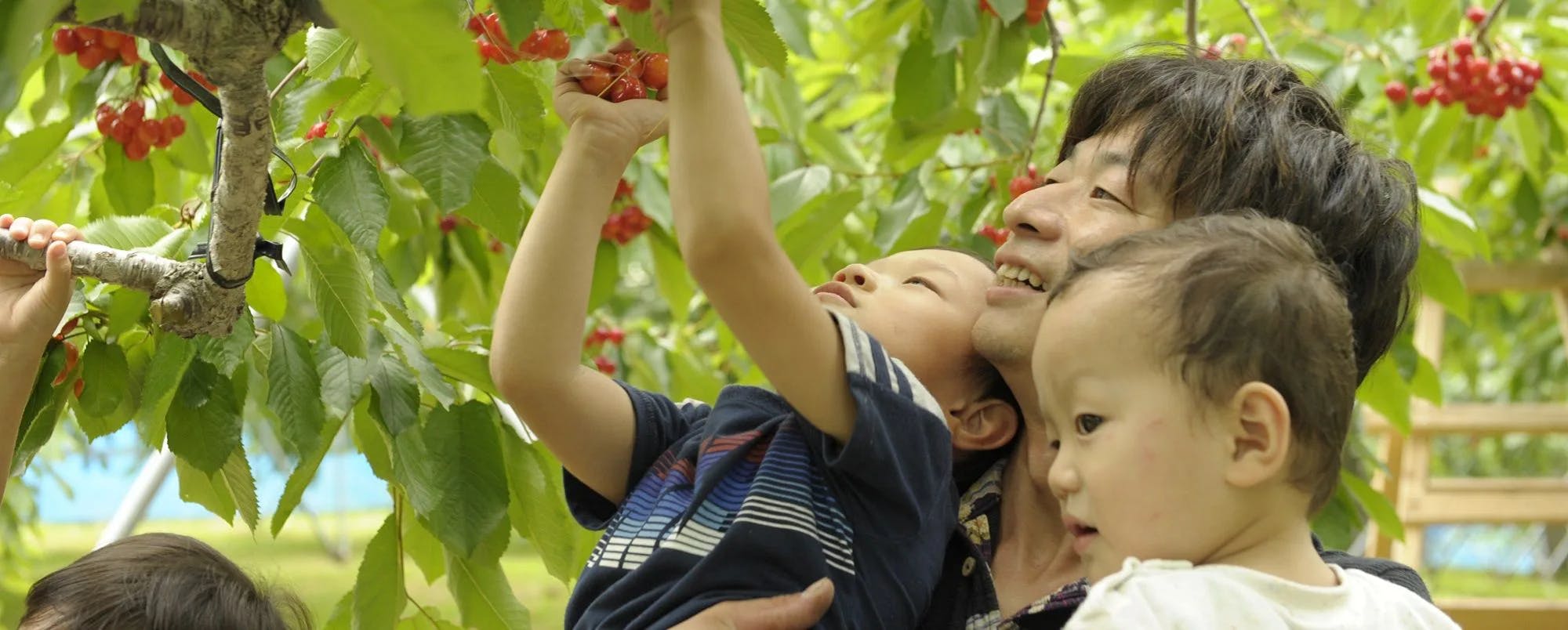 Ohashi Cherry Farm