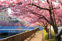Oyokogawa Promenade Kawazu Sakura