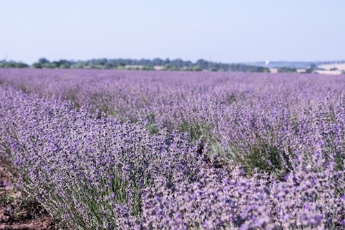 Sennen no Sono Lavender Field