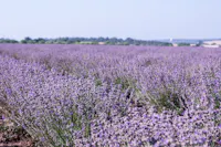 Sennen no Sono Lavender Field