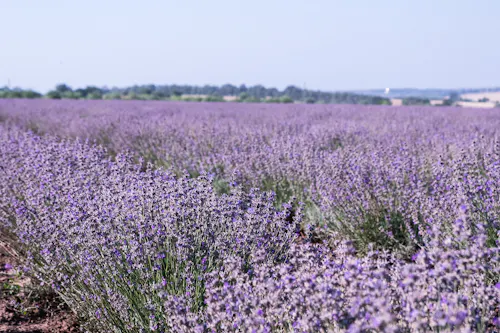 Sennen no Sono Lavender Field