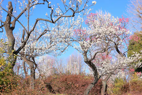 Hanegi Park