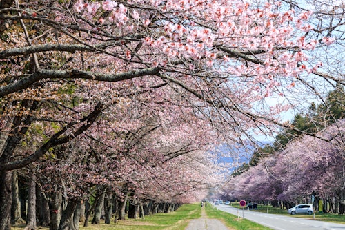 Nijukken Road Cherry Blossoms