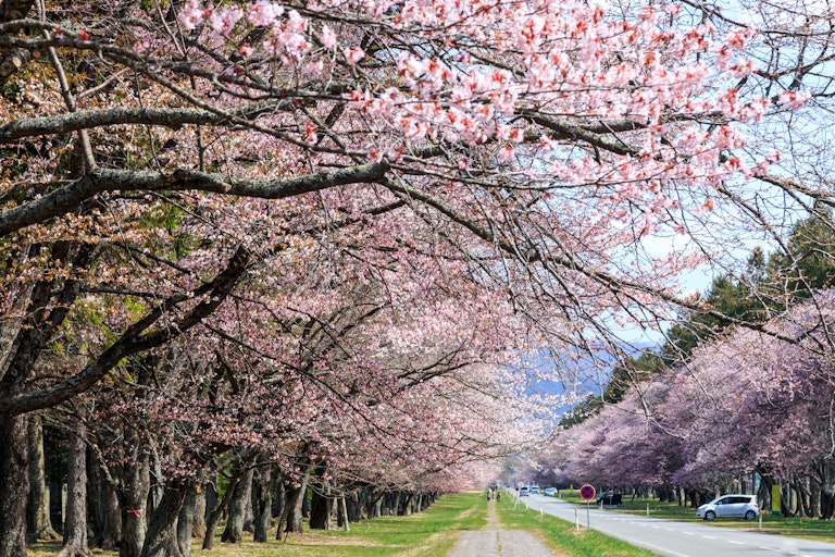 Nijukken Road Cherry Blossoms